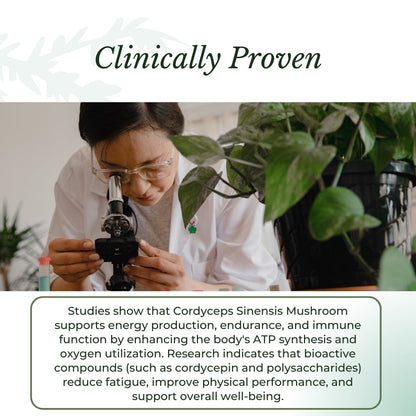 A researcher examining Cordyceps mushrooms.| Herb terra
