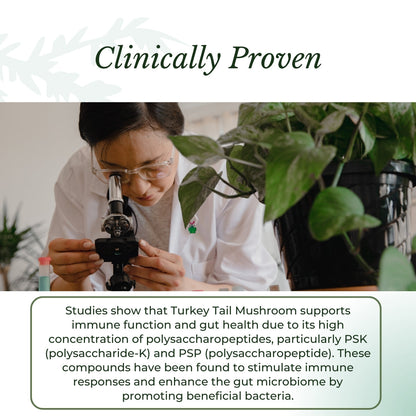 Turkey Tail Mushroom Drops