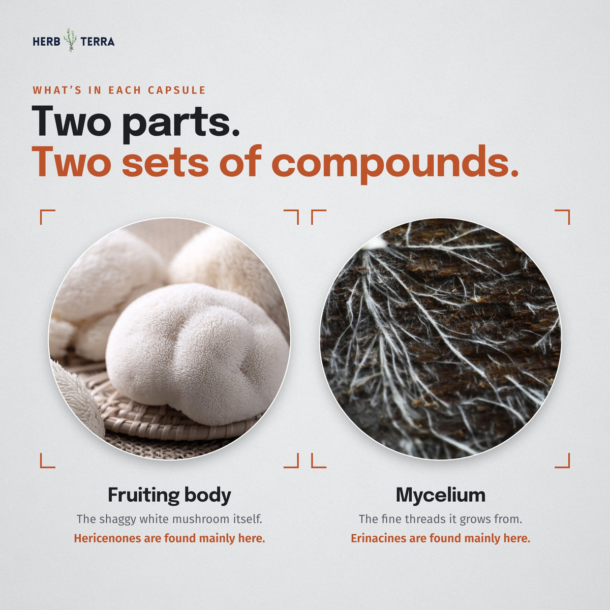 Herb Terra Lion's Mane Mushroom, 120 Veg Capsules: fruiting body and mycelium shown side by side, both in every capsule