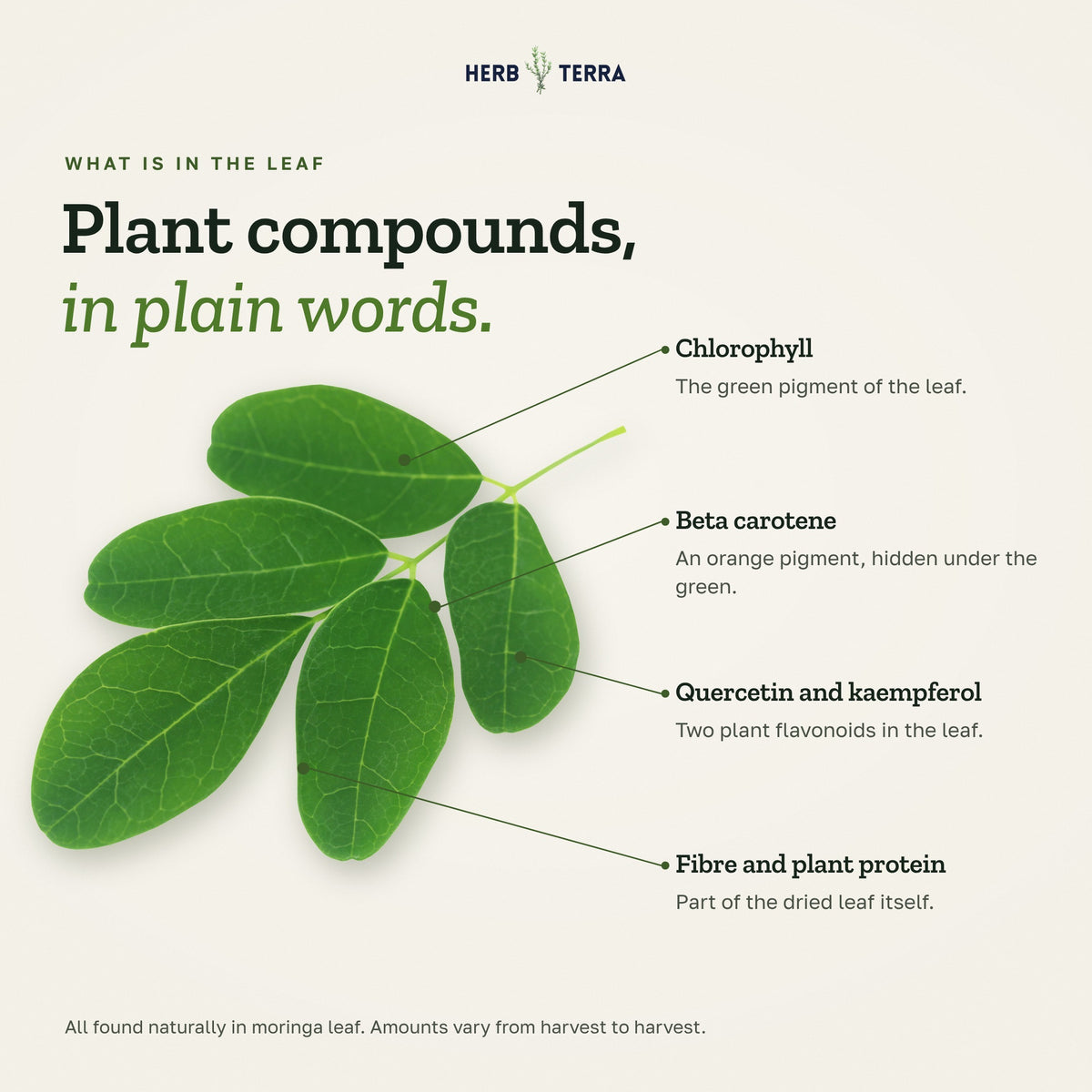 Herb Terra Moringa Leaf, 120 Veg Capsules: plant compounds found in the leaf: chlorophyll, beta carotene, quercetin, fibre