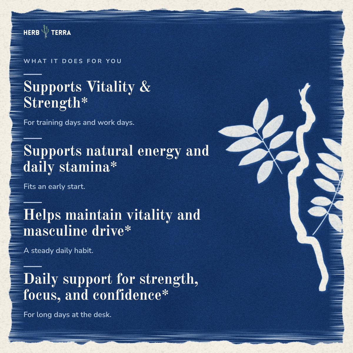 Herb Terra Tongkat Ali 120 Veg Capsules: what it does for you list on blue background with leaves