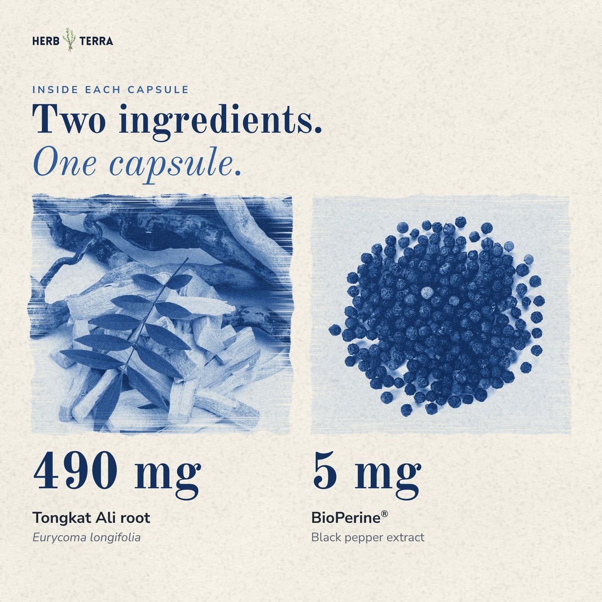 Herb Terra Tongkat Ali 120 Veg Capsules: two ingredients, 490 mg tongkat ali root and 5 mg BioPerine