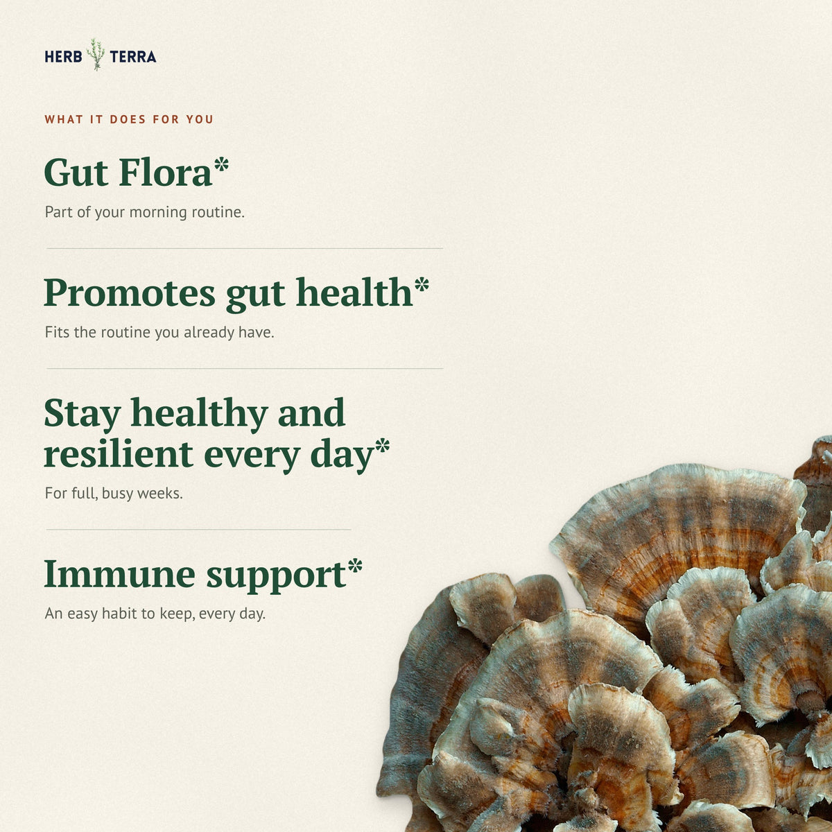 Herb Terra Turkey Tail Mushroom Drops 60 mL: what it does for you list with turkey tail mushrooms