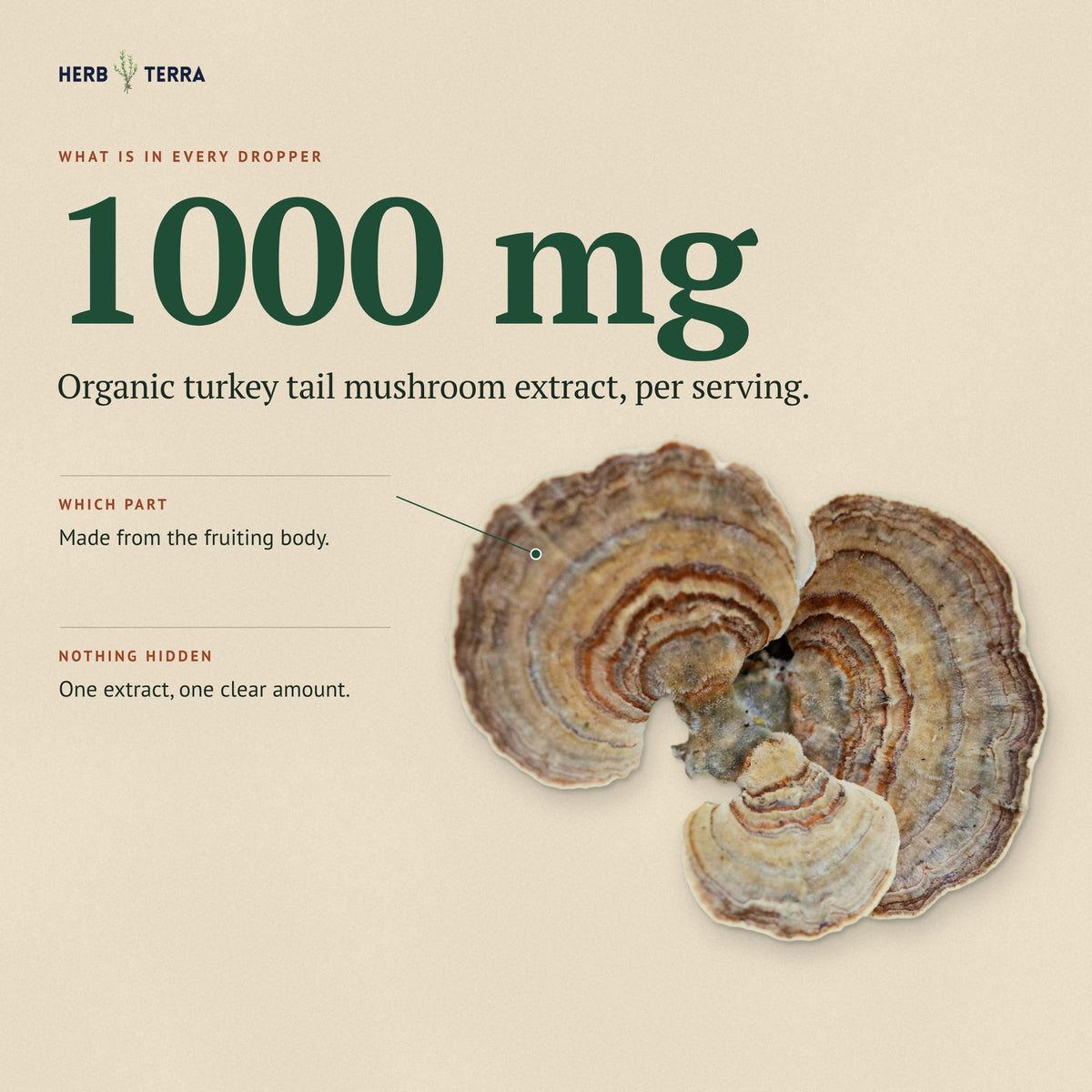 Herb Terra Turkey Tail Mushroom Drops 60 mL: 1,000 mg organic turkey tail extract from the fruiting body